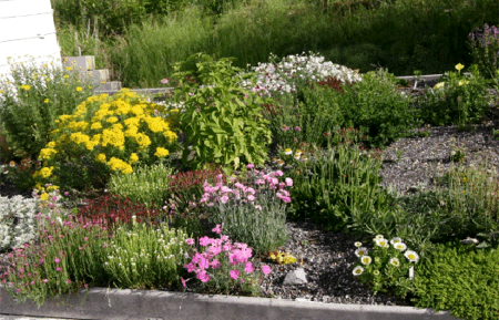 Herbaceous plants Best Way to Color Your Garden with Herbaceous plants 