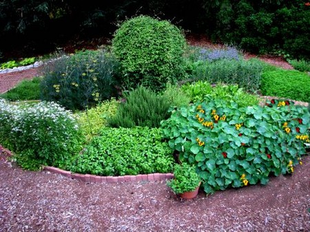 Growing Conditions for Herbs 1 Best Way to Understand the Growing Conditions for Herbs 