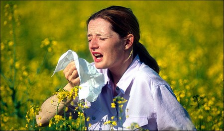 Pollen Allergy Best Way to Understand Pollen Allergy 