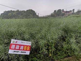 德徽油88 德徽油88