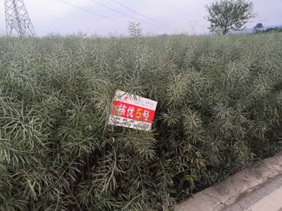 核优5号 核优5号